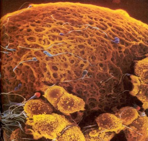 Lennart Nilsson - рождение ребёнка*. 01