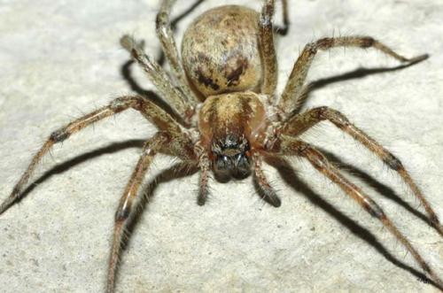 Между ядом и лекарством. 06 Между ядом и лекарством. 06