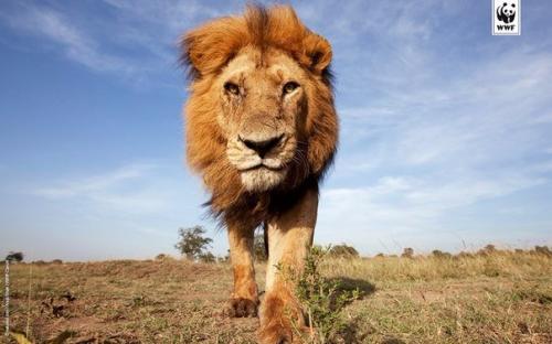 Численность диких животных за сорок лет сократилась более чем на 50%. Численность диких животных за сорок лет сократилась более чем на 50%.