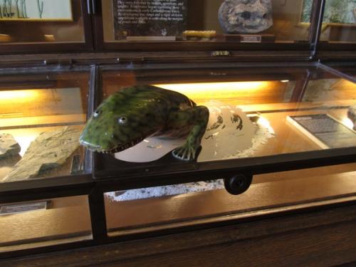 Некоторые экспонаты музея естествознания в вене (Австрия. 08