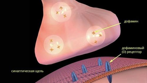 Недостаток дофамина делает людей заторможенными и безынициативными.  