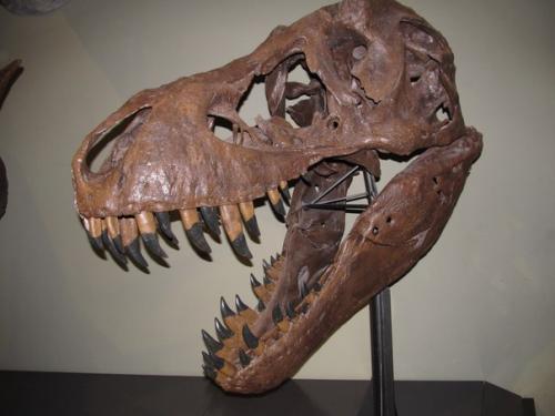 Некоторые экспонаты музея естествознания в вене (Австрия.