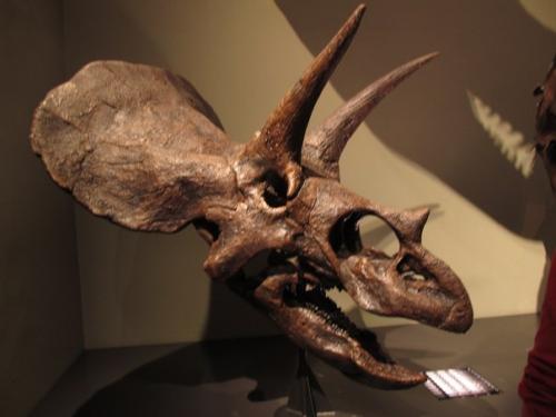 Некоторые экспонаты музея естествознания в вене (Австрия. 02