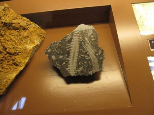 Некоторые экспонаты музея естествознания в вене (Австрия. 09