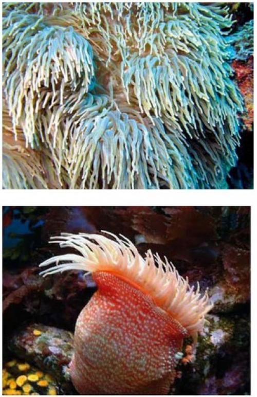 Между ядом и лекарством. 05 Между ядом и лекарством. 05