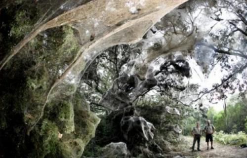 Доисторические пауки из конго. 04