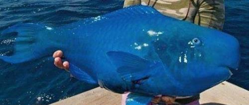 Синяя рыба - попугай.