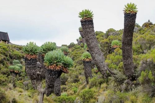 Доисторический лес килиманджаро. 05