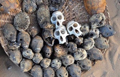 Рынок вуду в Африке. 03