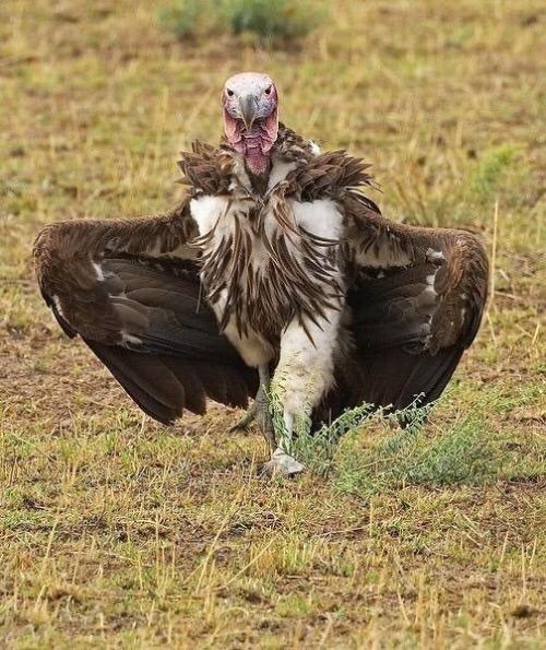 Африканские ушастые грифы. 01