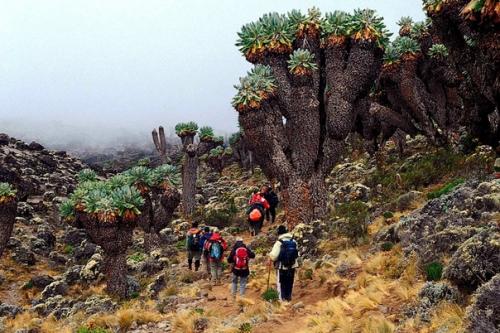 Доисторический лес килиманджаро. 03