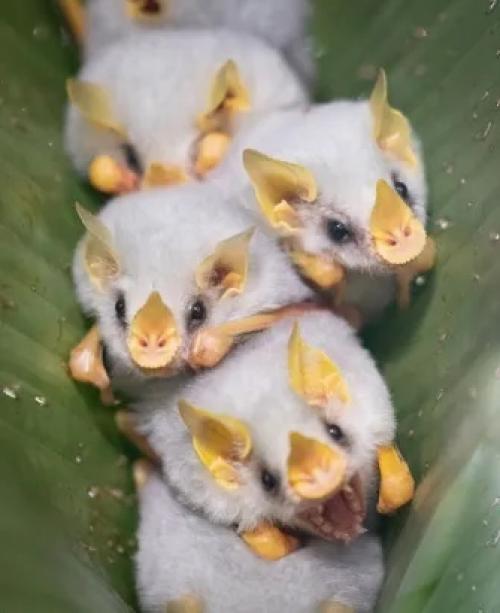 Бе лый листоно с - вид летучих мышей, обитающий в центральной и южной Америке. 03