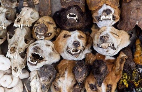 Рынок вуду в Африке. 05