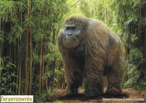 Сравнительно недавно (каких-то 300 тысяч лет назад) на земле жили гигантские человекоподобные обезьяны гигантопитеки.