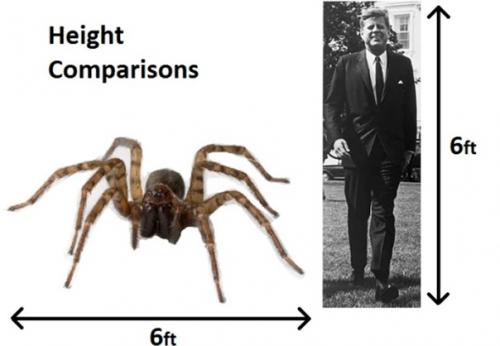 Доисторические пауки из конго. 01