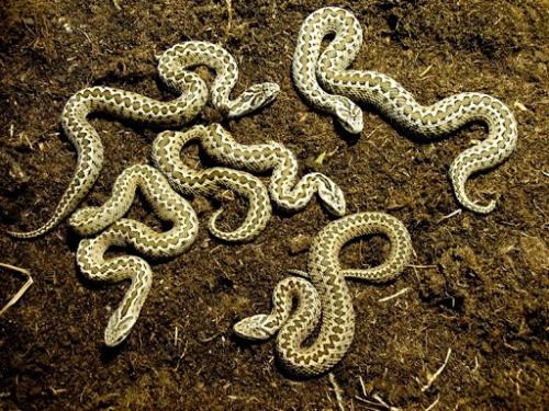 Цепочная гадюка.  Её ещё называют гадюкой Расселла в честь шотландского герпетолога Патрика Расселла, описавшего многие виды индийских змей. 03