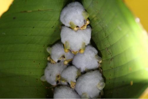 Бе лый листоно с - вид летучих мышей, обитающий в центральной и южной Америке. 02