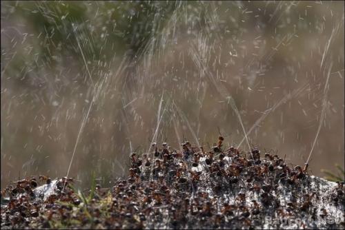 Оборона муравейника (Re. 01