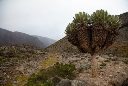 Доисторический лес килиманджаро. 01