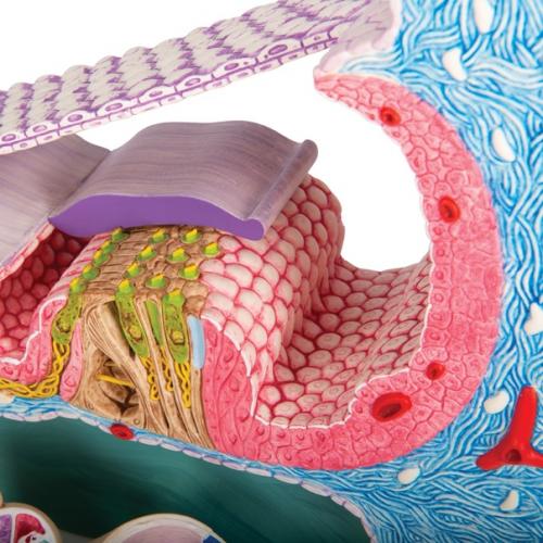 Это кортиев орган - периферический отдел слухового анализатора, расположенный внутри перепончатого лабиринта улитки. 01