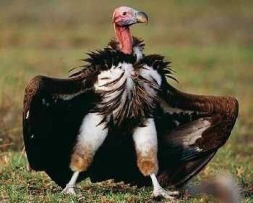 Африканские ушастые грифы. 02