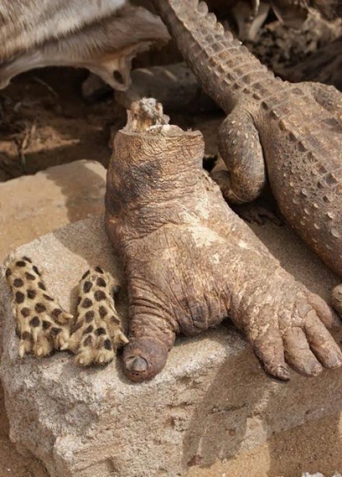 Рынок вуду в Африке. 06