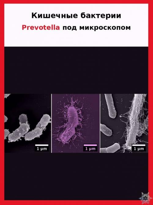 Почему одни газы почти не пахнут, а другие пахнут тухлыми яйцами? 07