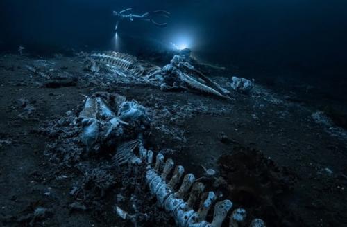 Лучшие подводные фотографии 2022 года по версии премии Through Your Lens. 02