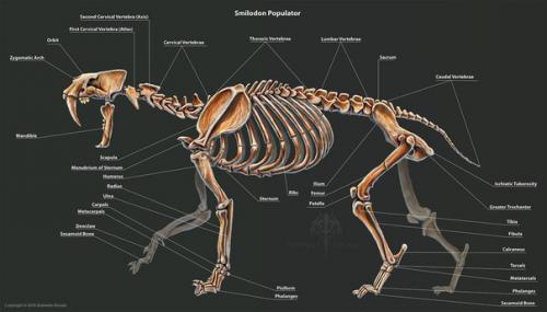 Анатомия доисторических существ. 02
