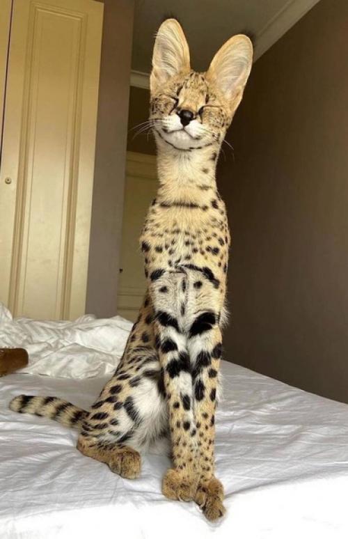 Сервалы - невероятно прыгучие. 01