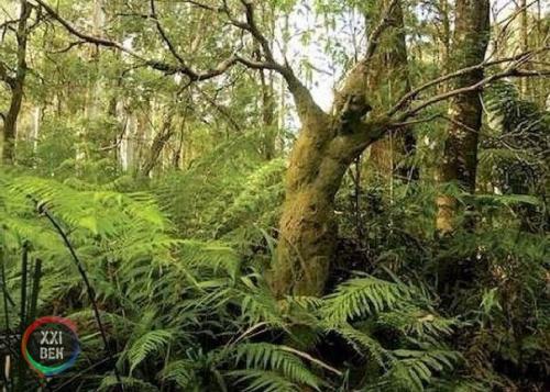 Работы австралийского скульптора Бруно торфса, расставленные в лесу. 01