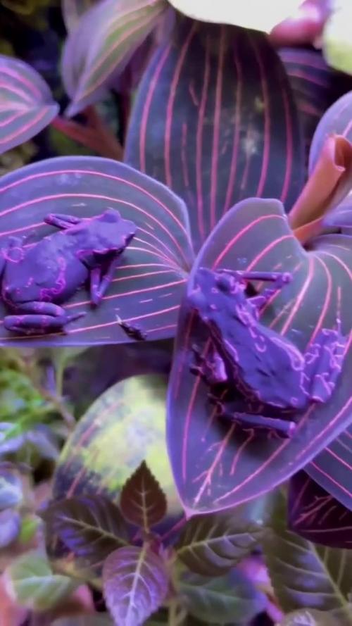 Фиолетовая жаба - арлекин (Atelopus Barbotini) - редкое земноводное из семейства настоящих жаб. 

