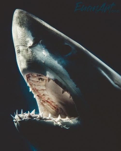 Фотограф много лет мечтал сфотографировать акул вблизи, но всегда боялся. 02