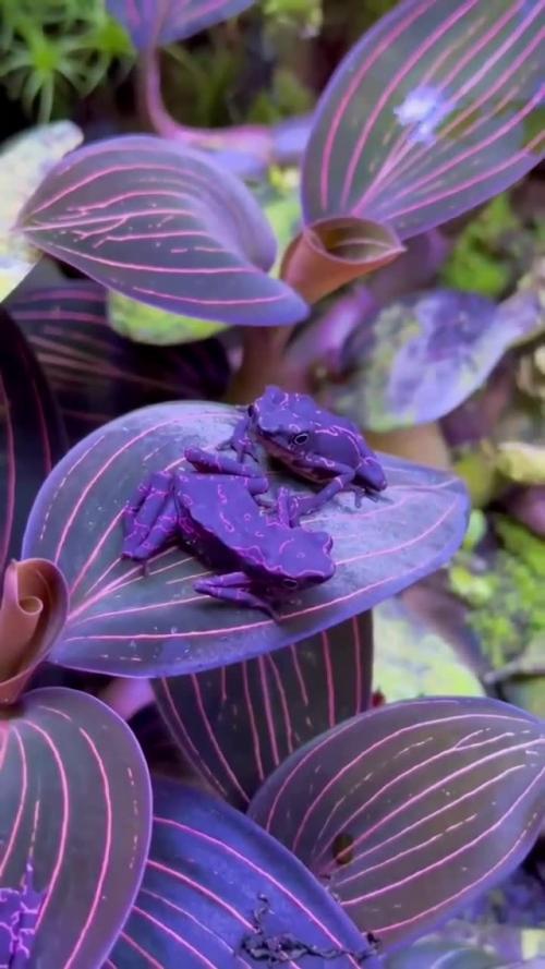 Фиолетовая жаба - арлекин (Atelopus Barbotini) - редкое земноводное из семейства настоящих жаб. 01