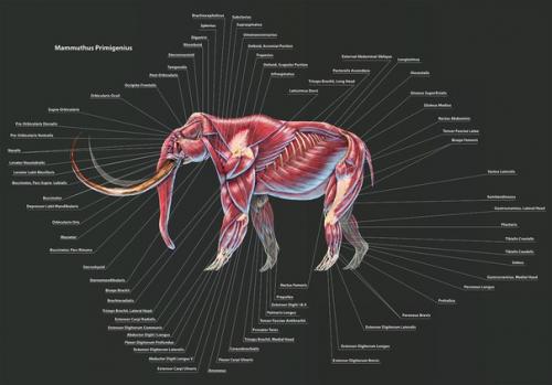 Анатомия доисторических существ. 01