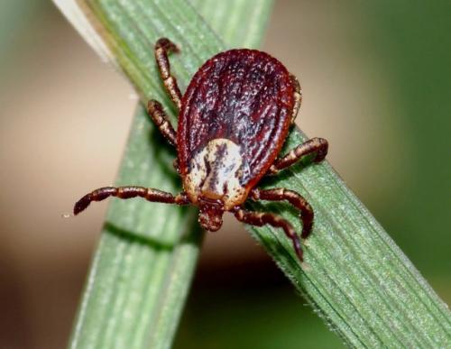 Ужасные новости: чемпионка России по ледолазанию умерла от укуса клеща во время отдыха на даче. 01