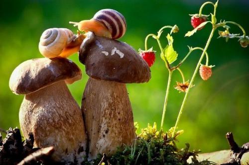 Ученые из ноттингемского университета попросили помощи в поиске партнера для улитки - мутанта.