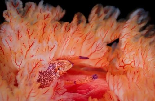 Лучшие подводные фотографии 2022 года по версии премии Through Your Lens. 03