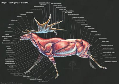 Анатомия доисторических существ. 05