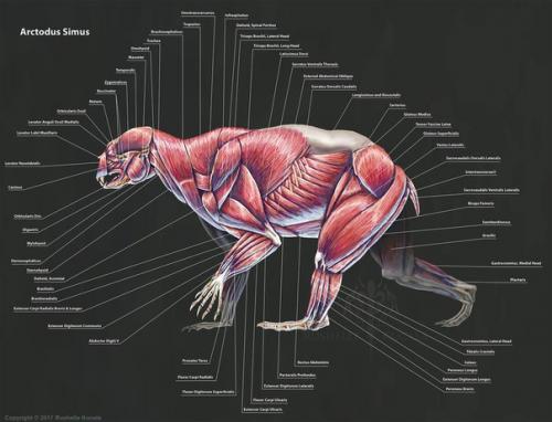 Анатомия доисторических существ. 07