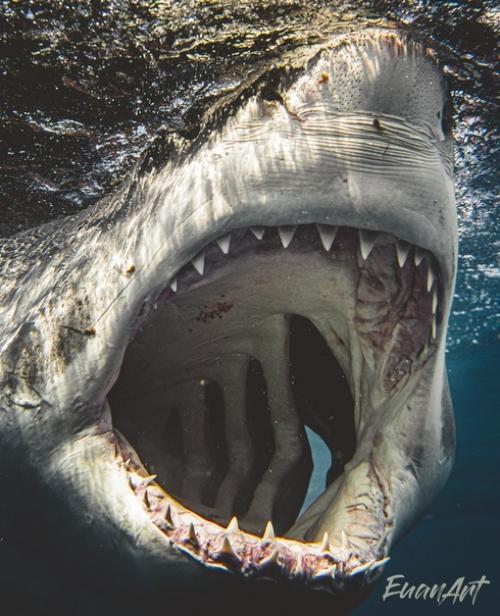 Фотограф много лет мечтал сфотографировать акул вблизи, но всегда боялся. 05