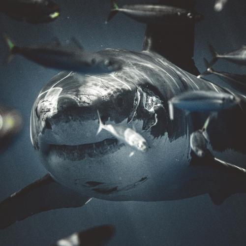 Фотограф много лет мечтал сфотографировать акул вблизи, но всегда боялся. 04