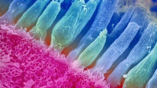 Каковы пределы человеческого зрения? 01 Каковы пределы человеческого зрения? 01