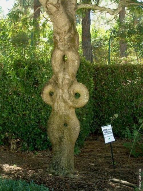 Калифорнийская аномалия.  Ezomir. 06