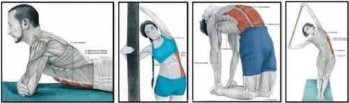 Зачем нужна растяжка и как правильно растягиваться? 

