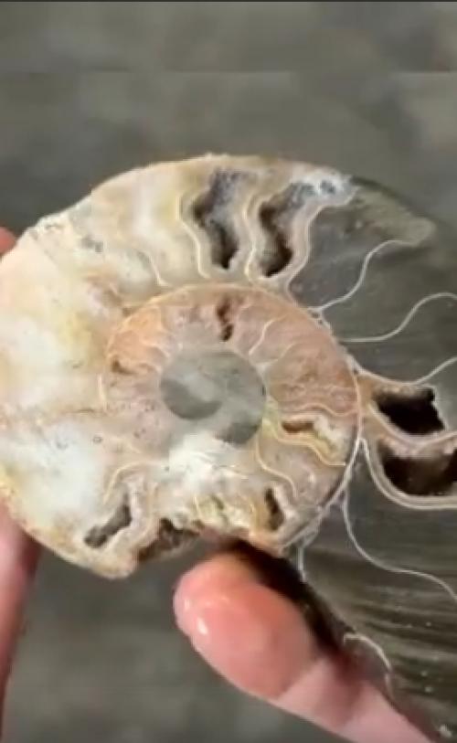 Аммониты, несомненно, относятся к самым долгоживущим организмам на земле.  