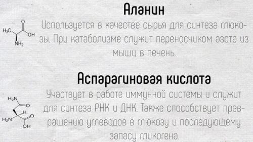 Научные факты!  Краткие подсказки о том, как работают аминокислоты в нашем организме. 04