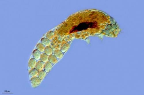 Тихоходки (лат.  Tardigrada. 03