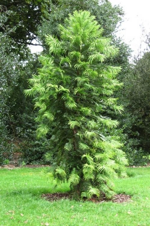 Сосны росшие на земле 15 миллионов лет назад. 02 Сосны росшие на земле 15 миллионов лет назад. 02