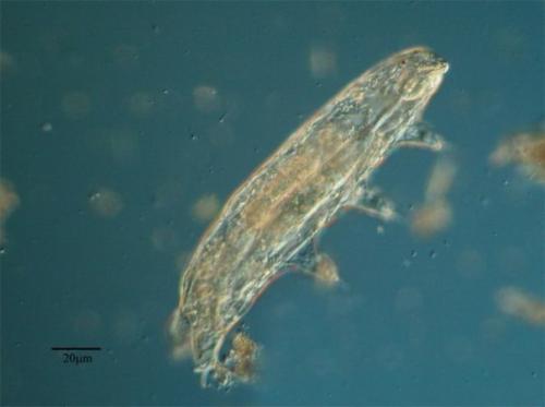 Тихоходки (лат.  Tardigrada. 06